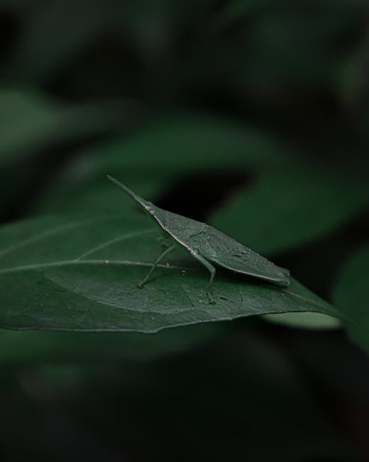 Close-up of a green katydid insect perched on a dark green leaf in a natural setting. The insect has a slender, elongated body with delicate antennae extending forward, and textured, leaf-like wings t