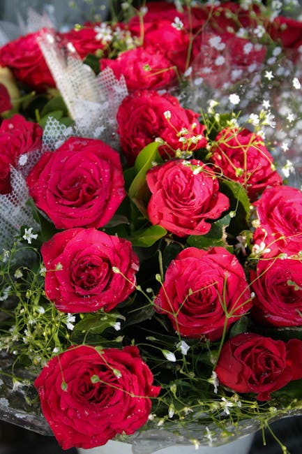 A close-up view of a bouquet of fresh, vibrant red roses with velvety petals, arranged with small white filler flowers and lush green foliage. The roses are tightly clustered, showcasing their intrica