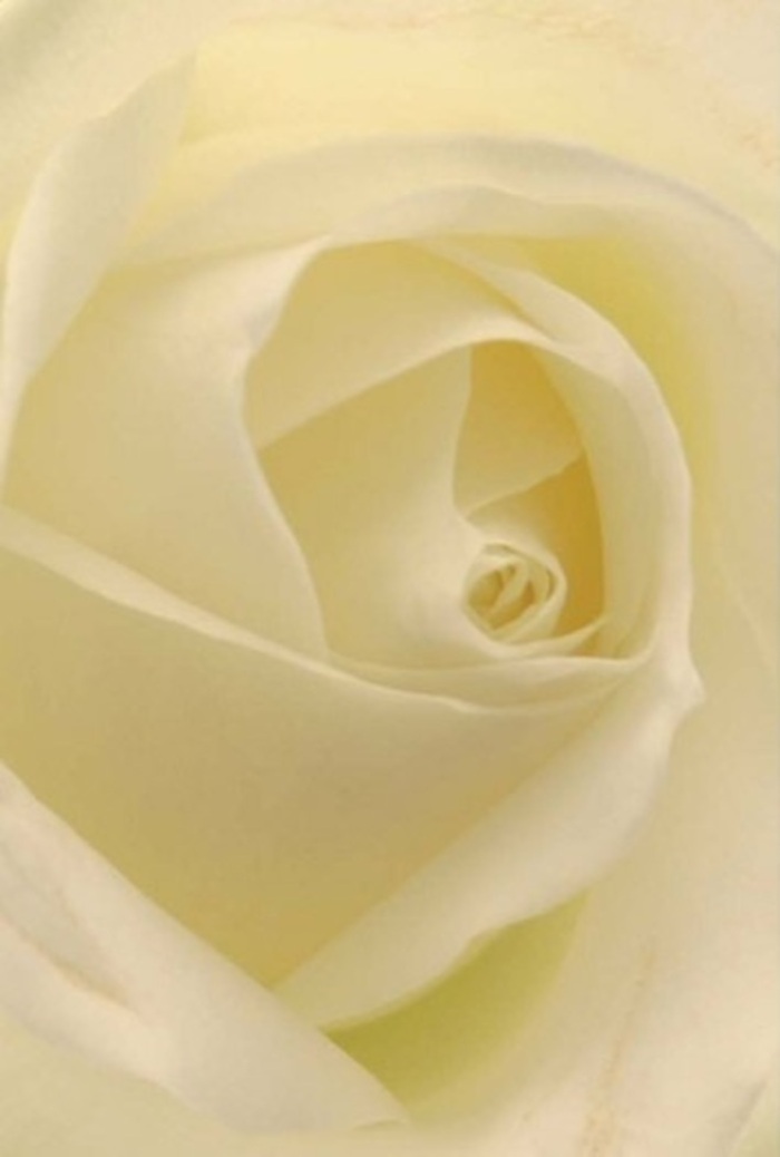 Seen from close quarters, this ivory-white rose reveals a landscape of gentle curves, smooth textures, and soft interplay of light that handily evoke the sophisticated touch found at Ilford Florist. Shades of white and cream blend throughout the petal layers, as if reflecting the harmony of local streets winding around Valentines Park and The Broadway. Natural light seems to infuse the heart of the bloom, transforming each petal into a vessel of luminous tranquility and strength. The nearly perfect spiral within symbolizes both purity and resilience, making this flower an ideal choice for meaningful gestures-an elegant centrepiece at a wedding in Ilford's grand event spaces, a romantic declaration, or a sincere apology. There's a sense of quiet, clean fragrance imagined here-refreshing and serene-and the texture of the petals hints at a careful, timeless craft passed down through generations. Each nuance of colour and shade is elevated by shadows that softly curl between the folds, amplifying the bloom's natural radiance. In every arrangement created for special occasions or everyday moments, this classic rose stands testament to the care and artistry local florists bring to Ilford's diverse community, with delivery available across the neighbourhood and its leafy surrounds.
